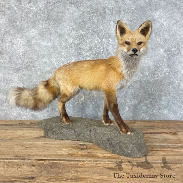 Red Fox Life-Size Mount For Sale #25809 @ The Taxidermy Store