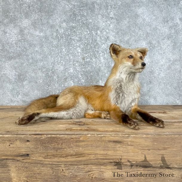 Red Fox Life-Size Mount For Sale #25810 @ The Taxidermy Store