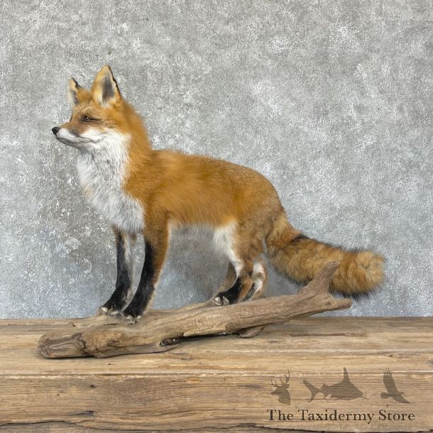 Red Fox Life-Size Mount For Sale #26422 @ The Taxidermy Store