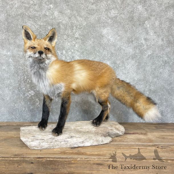 Red Fox Life-Size Mount For Sale #26423 @ The Taxidermy Store
