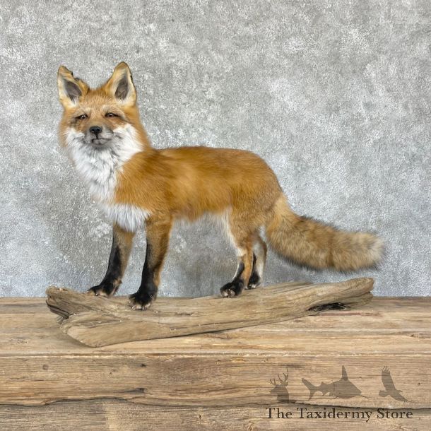 Red Fox Life-Size Mount For Sale #26424 @ The Taxidermy Store