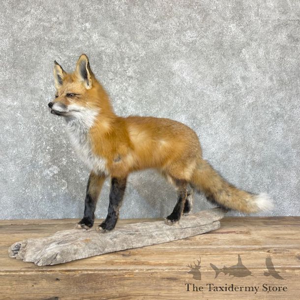 Red Fox Life-Size Mount For Sale #26425 @ The Taxidermy Store