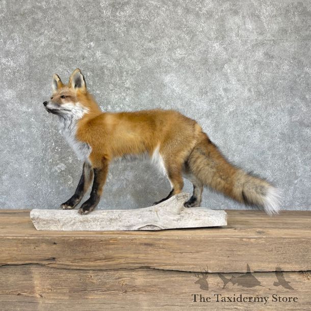 Red Fox Life-Size Mount For Sale #26427 @ The Taxidermy Store