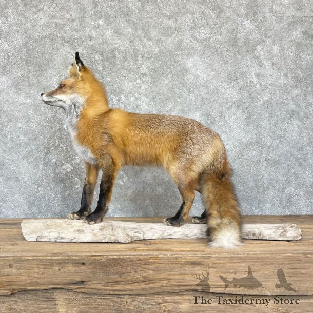 Red Fox Life-Size Mount For Sale #26428 @ The Taxidermy Store