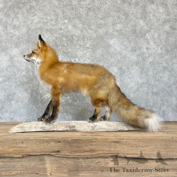 Red Fox Life-Size Mount For Sale #26429 @ The Taxidermy Store