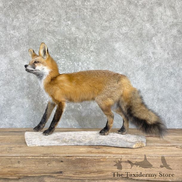 Red Fox Life-Size Mount For Sale #26430 @ The Taxidermy Store