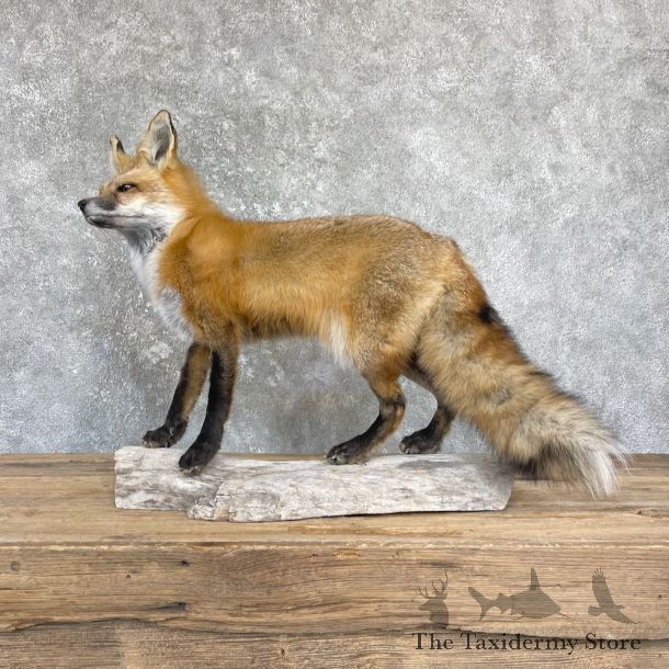 Red Fox Life-Size Mount For Sale #26431 @ The Taxidermy Store