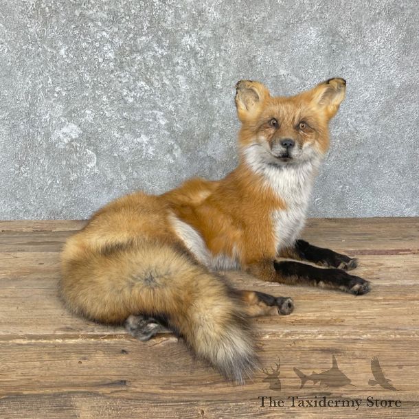 Red Fox Life-Size Mount For Sale #26432 @ The Taxidermy Store