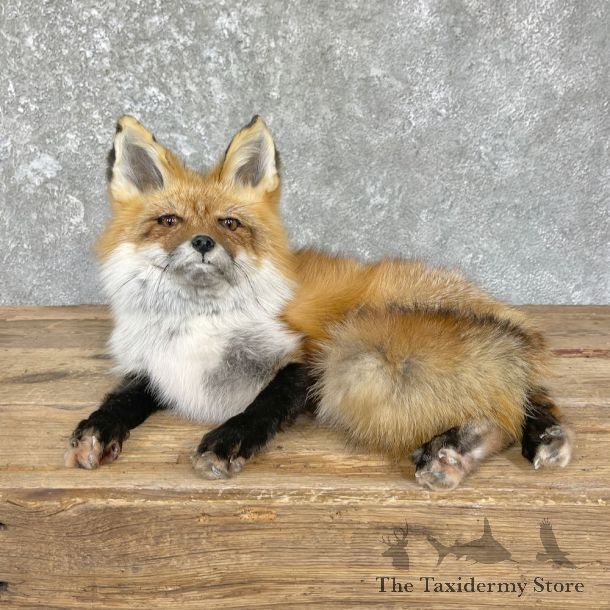 Red Fox Life-Size Mount For Sale #26433 @ The Taxidermy Store