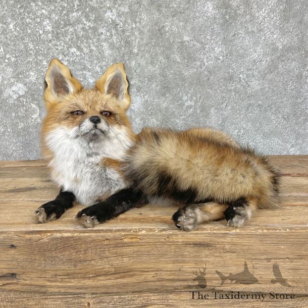 Red Fox Life-Size Mount For Sale #26434 @ The Taxidermy Store