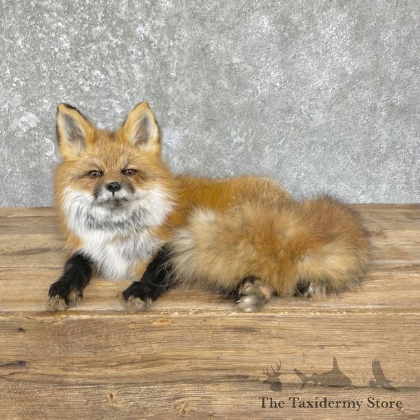 Red Fox Life-Size Mount For Sale #26435 @ The Taxidermy Store