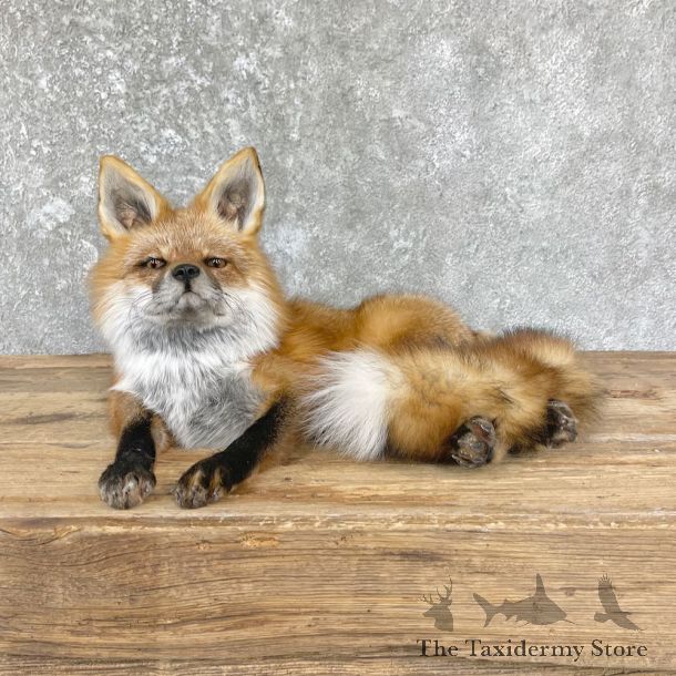 Red Fox Life-Size Mount For Sale #26436 @ The Taxidermy Store