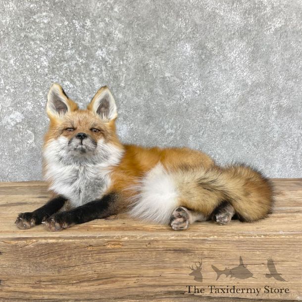 Red Fox Life-Size Mount For Sale #26439 @ The Taxidermy Store