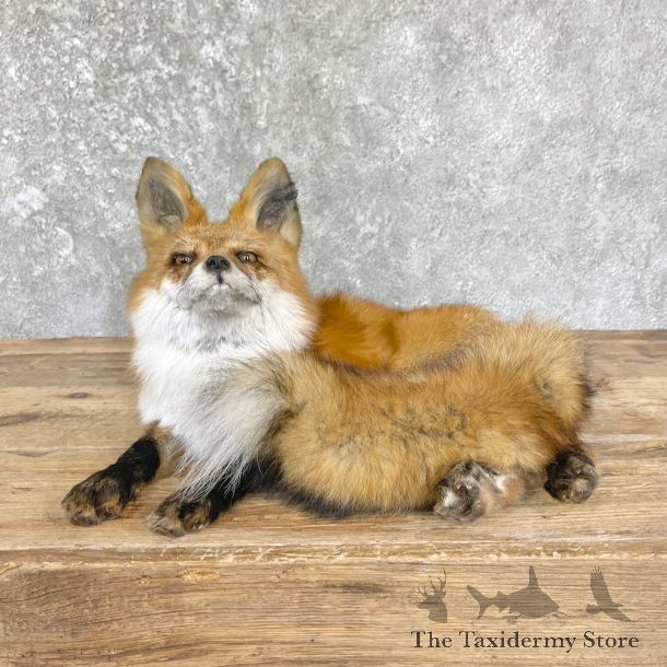Red Fox Life-Size Mount For Sale #26440 @ The Taxidermy Store