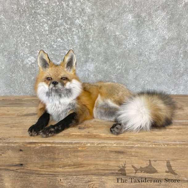 Red Fox Life-Size Mount For Sale #26441 @ The Taxidermy Store