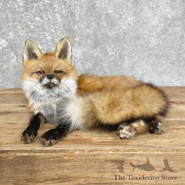 Red Fox Life-Size Mount For Sale #26442 @ The Taxidermy Store