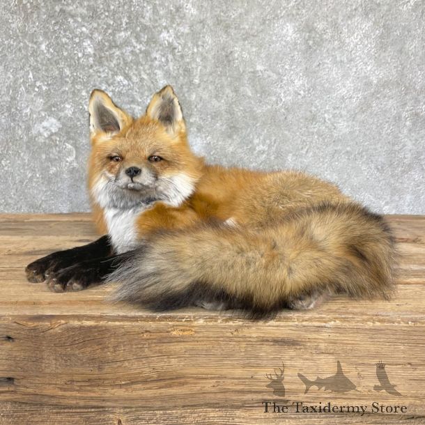 Red Fox Life-Size Mount For Sale #26443 @ The Taxidermy Store