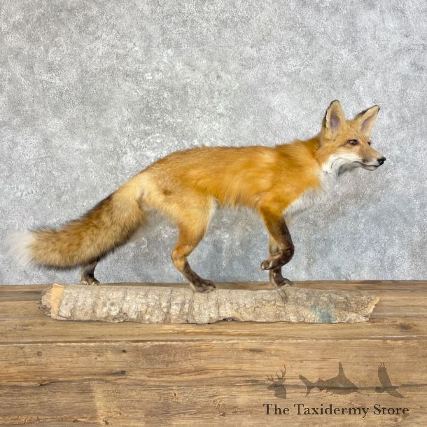 Red Fox Life-Size Mount For Sale #27603 @ The Taxidermy Store