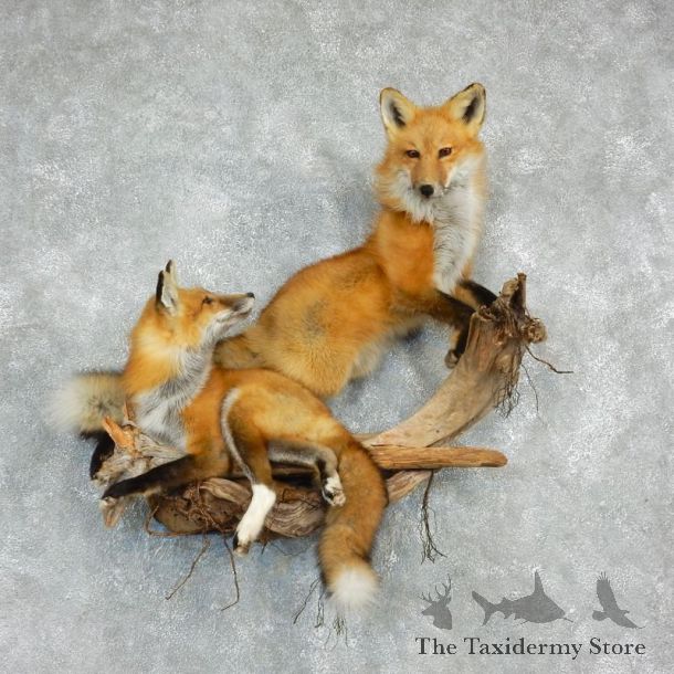Pair Red Fox Life Size Mount #17920 For Sale @ The Taxidermy Store
