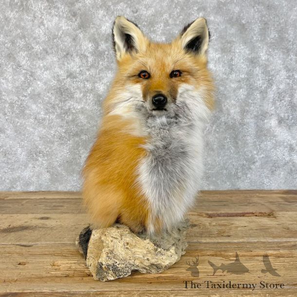 Red Fox Pedestal Mount For Sale #28415 @ The Taxidermy Store