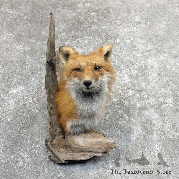 Red Fox Shoulder Taxidermy Mount For Sale #28053 @ The Taxidermy Store