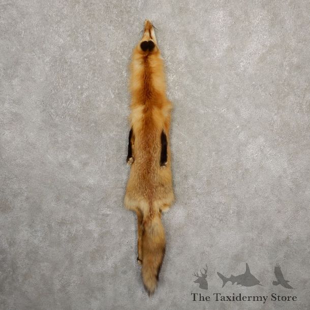 Red Fox Tanned Hide For Sale #20673 @ The Taxidermy Store