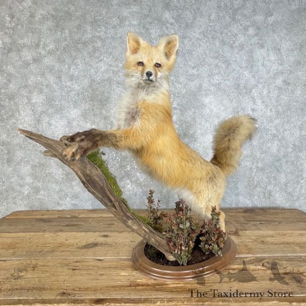 Red Fox Life Size Mount #25811 For Sale @ The Taxidermy Store