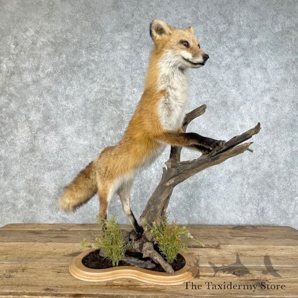 Red Fox Life Size Mount #25812 For Sale @ The Taxidermy Store