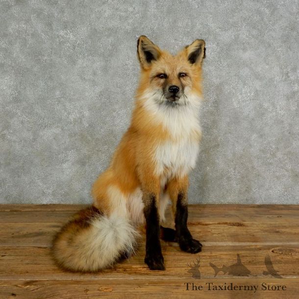 Red Fox Life-Size Mount For Sale #17024 @ The Taxidermy Store