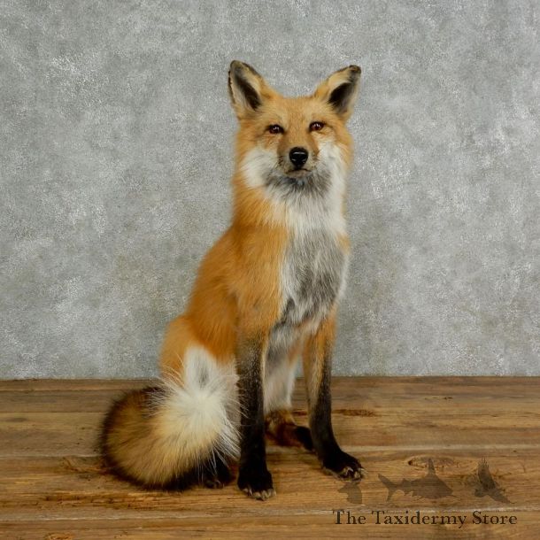 Red Fox Life-Size Mount For Sale #17025 @ The Taxidermy Store