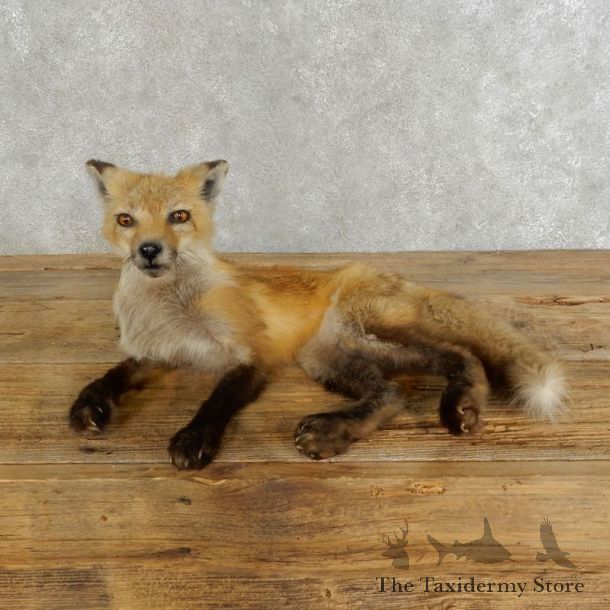 Red Fox Life-Size Mount For Sale #17222 @ The Taxidermy Store