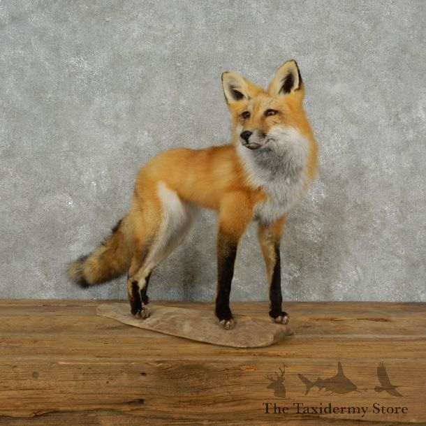Red Fox Life-Size Mount For Sale #17382 @ The Taxidermy Store