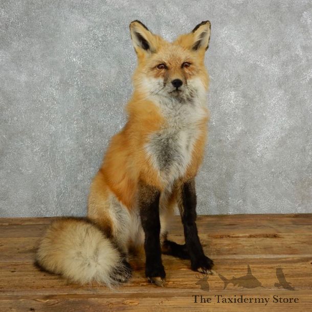 Red Fox Life-Size Mount For Sale #17829 @ The Taxidermy Store
