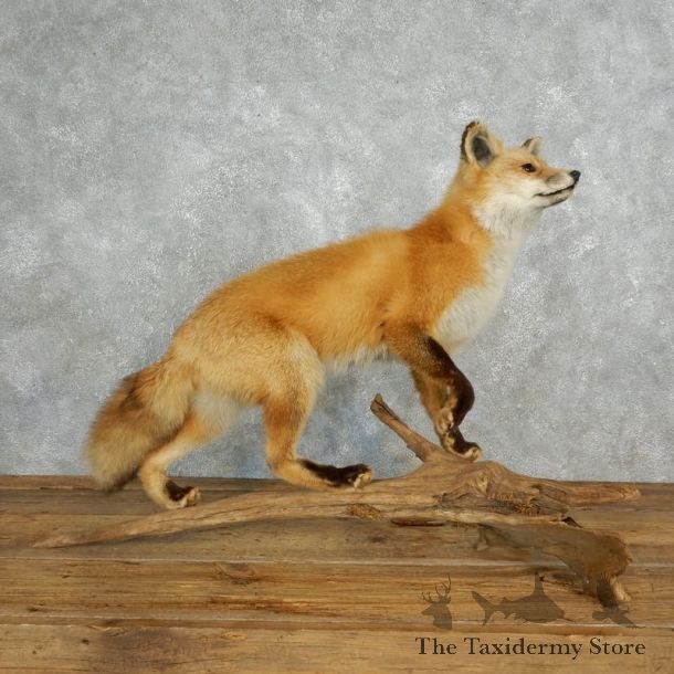 Red Fox Life Size Taxidermy Mount #17833 For Sale @ The Taxidermy Store