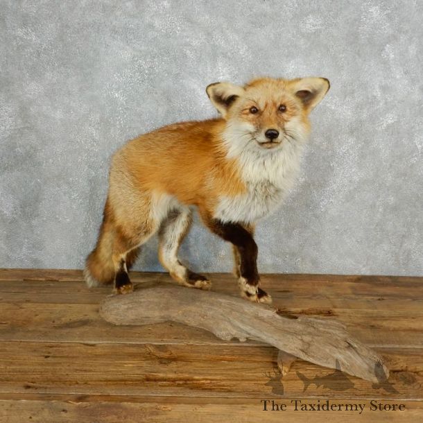 Red Fox Life Size Taxidermy Mount #17835 For Sale @ The Taxidermy Store