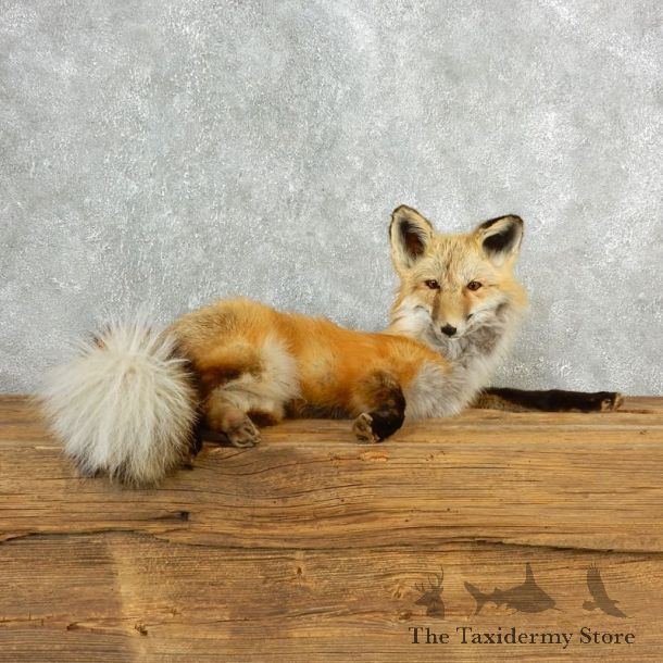 Red Fox Life-Size Mount For Sale #17837 @ The Taxidermy Store