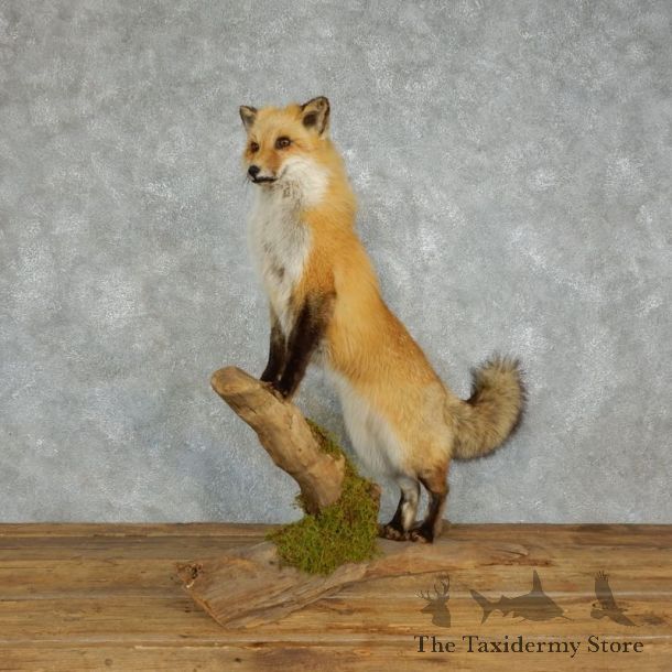 Red Fox Life Size Mount #18219 For Sale @ The Taxidermy Store
