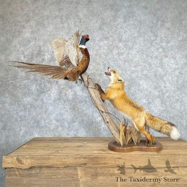 Red Fox With Pheasant Life-Size Mount For Sale #26885 @ The Taxidermy Store
