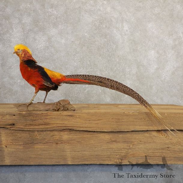 Red Golden Pheasant Bird Mount For Sale #20775 @ The Taxidermy Store
