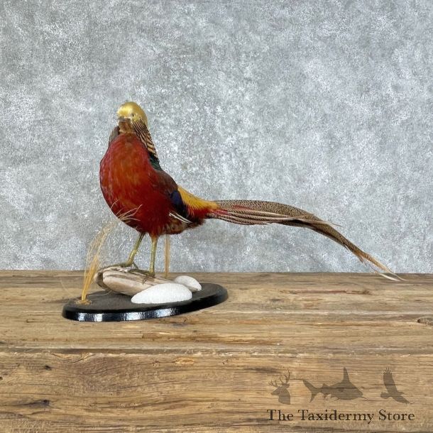 Red Golden Pheasant Mount For Sale #25802 @ The Taxidermy Store