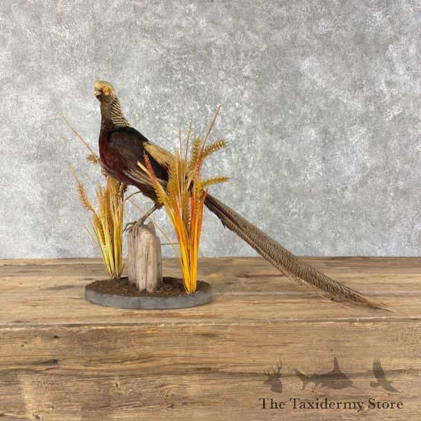 Red Golden Pheasant Mount For Sale #25974 @ The Taxidermy Store