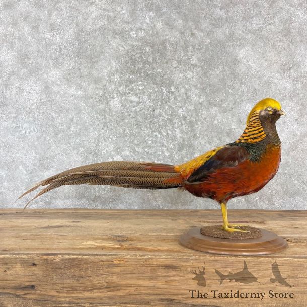 Red Golden Pheasant Mount For Sale #27170 @ The Taxidermy Store
