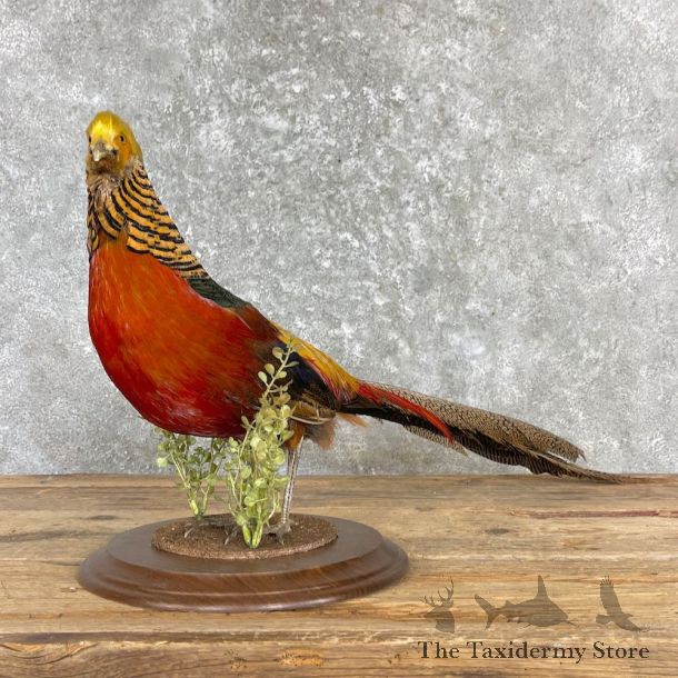 Red Golden Pheasant Mount For Sale #27171 @ The Taxidermy Store