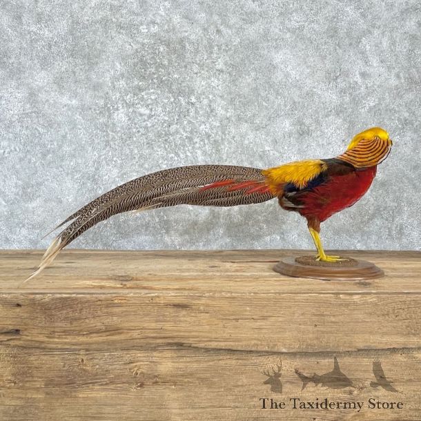 Red Golden Pheasant Mount For Sale #27172 @ The Taxidermy Store