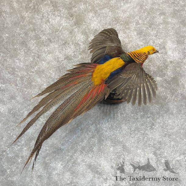 Red Golden Pheasant Mount For Sale #28748 @ The Taxidermy Store