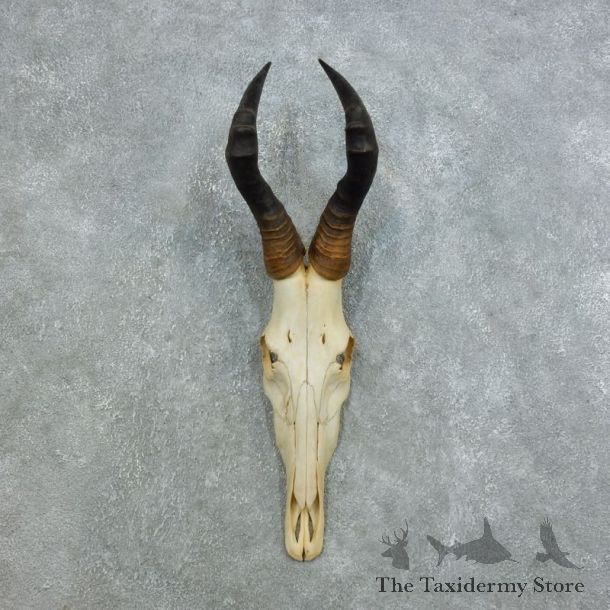Red Hartebeest Skull & Horn European Mount For Sale #18445 @ The Taxidermy Store
