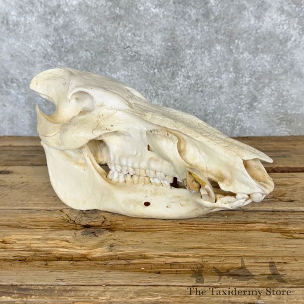Red River Hog Full Skull Mount #21539 For Sale @ The Taxidermy Store