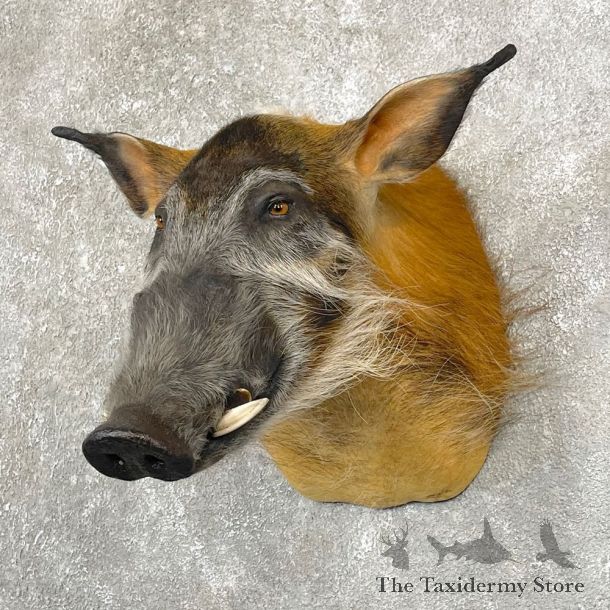 Red River Hog Taxidermy Shoulder Mount #24766 For Sale @ The Taxidermy Store