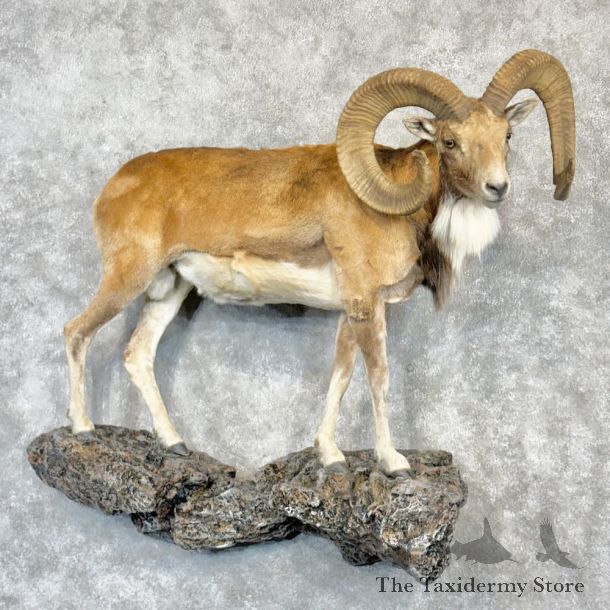 Stumberg Ram Life-Size Mount For Sale #28908 @ The Taxidermy Store
