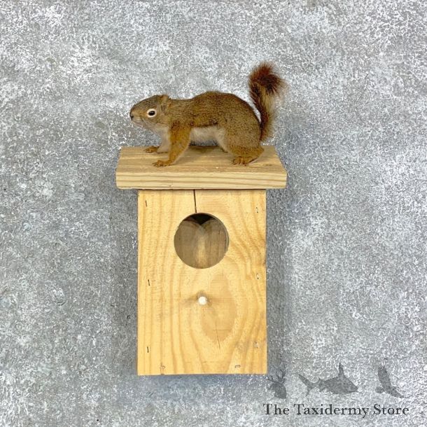 Red Squirrel & Birdhouse Mount For Sale #22917 @ The Taxidermy Store